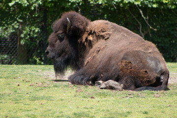 bison at the zoo