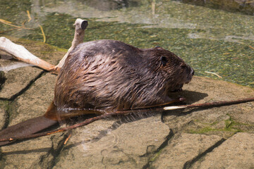 otter at the zoo