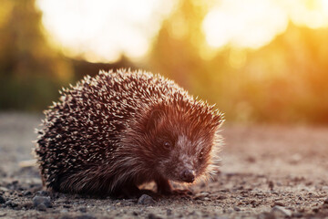 Close-up of a hedgehog crossing the road in the summer evening at sunset © digitalien
