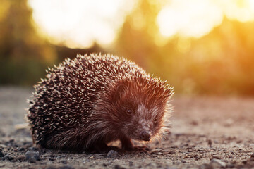 Close-up of a hedgehog crossing the road in the summer evening at sunset