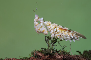 A spiny flower mantis (Pseudocreobotra wahlbergii) is flapping its beautiful wings to chase away predators.