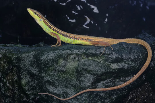 Takydromus Bilder Durchsuchen 177 Archivfotos, und