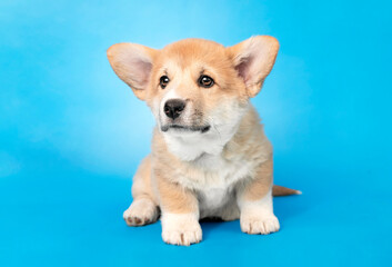Dwumiesięczny corgi na błękitnym tle © nitka_zaplatana