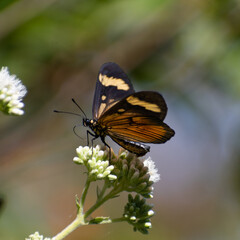 Beautiful butterfly flying and feeding on flowers