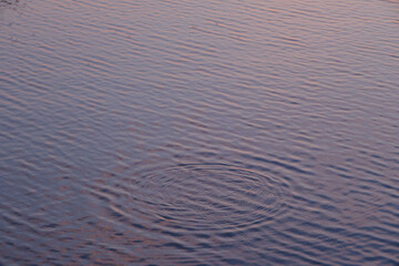 水面上に魚が顔を出し、波紋が広く広がる。模様が美しい。
