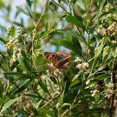 Beautiful butterfly flying and feeding on flowers