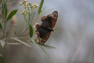 Beautiful butterfly flying and feeding on flowers