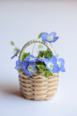 Obraz premium Spring blue flowers in tiny basket