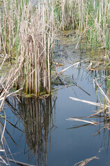 reeds in the lake