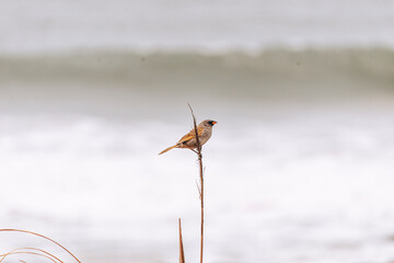 dragonfly on the ground