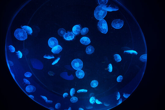 ripleys aquarium toronto