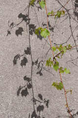 wild grapes on the wall