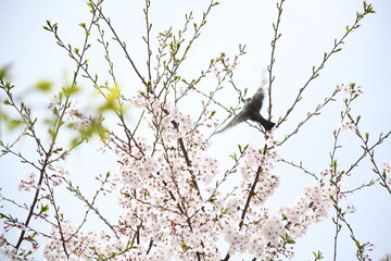 A bird and cherry blossoms