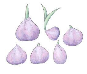 水彩風の球根のイラスト