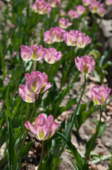 variegated pink and green tulips illuminated by the sun
