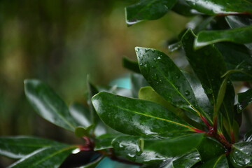 Leaves after the rain