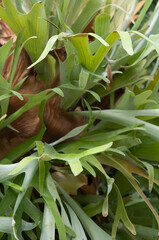 Fototapeta na wymiar field of platycerium or staghorn or elkhorn ferns