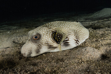 Obraz premium Fish swim in the Red Sea, colorful fish, Eilat Israel 