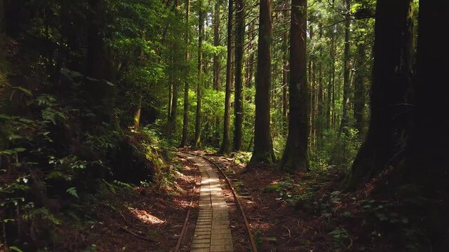 Hiking through Yakusugi Forest of Yakushima, Point of View Shot on Trail