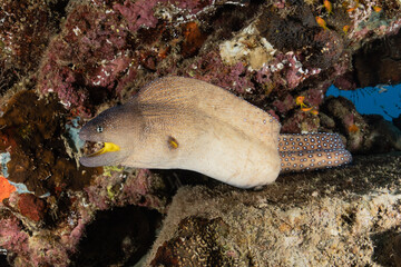 Moray eel Mooray lycodontis undulatus in the Red Sea, eilat israel
