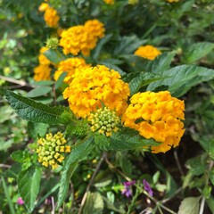 yellow flower in the garden