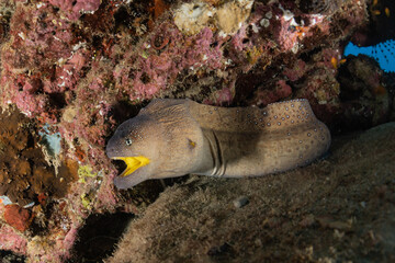 Moray eel Mooray lycodontis undulatus in the Red Sea, eilat israel
