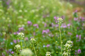 ナズナやホトケノザが咲く春の草原