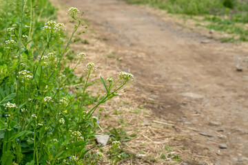 小道の脇に咲くナズナ