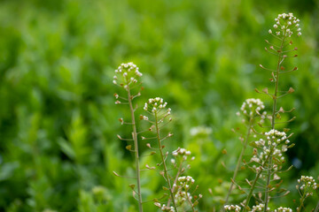 新緑の草原に咲く、ナズナのクローズアップ