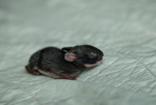 Newborn Eastern Cottontail Bunny Rabbit Sylvilagus Floridanus Abandoned By Its Mother