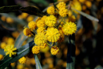 Golden wattle (Acacia pycnantha)