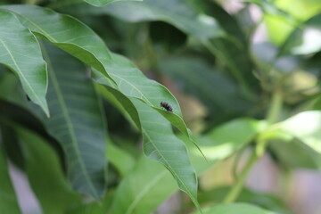 a fly perching on the mango leaf