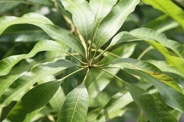 mango tree leaves with nice branches