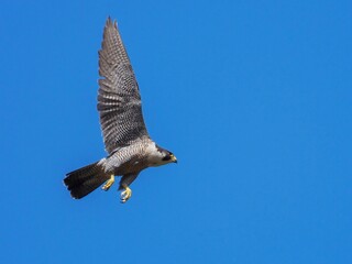 青空バックに悠然と飛ぶハヤブサ成鳥