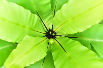 Green fresh fern leaf are very fresh eyes when looking.