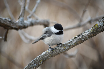 Closeup of a Black-capped Chickadee perched on a branch