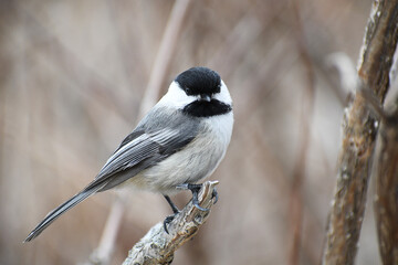 Closeup of a Black-capped Chickadee perched on a twig