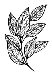 Branch with leaves and veins silhouette in black. Vector illustration