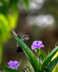 Small hummingbird feeding on a flower
