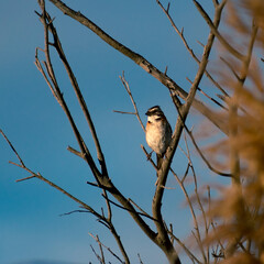 Small bird enjoying the sunset sitting on a branch