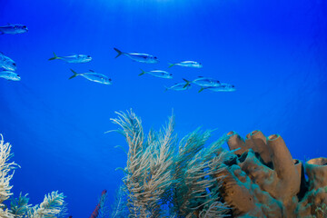 A school of horse-eye jacks swimming above a tropical coral reef
