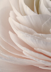 Flower texture, soft sweet peonie, © Le Roy/Wirestock