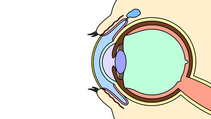 Fototapeta premium 目と涙の断面図