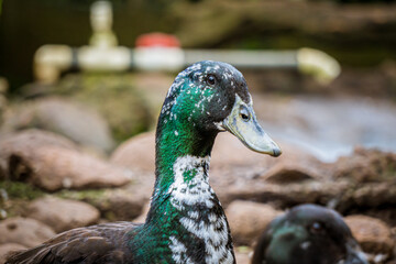 Green head duck in farm