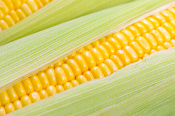 close uo of fresh corn, organic vegetable and food concept