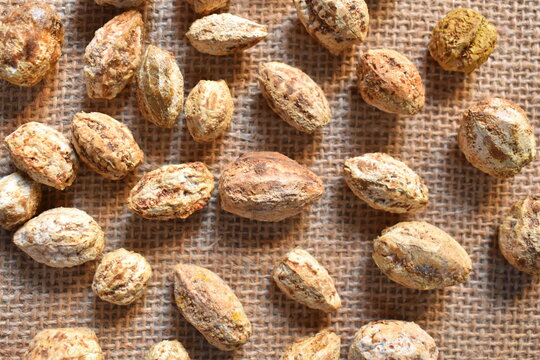 Raw whole dried seed of Terminalia chebula fruit