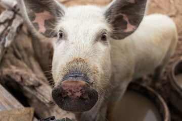 Fototapeta premium white pig in pigsty on sunny day