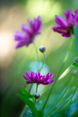 Close up of violet daisies blooming in the garden in spring against blurred green background. 