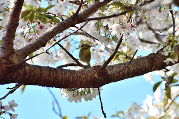 メジロと山桜 春爛漫