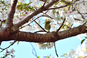 メジロと山桜 春爛漫